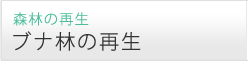 ブナ林の再生